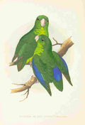 Lydon AF Parrots 1884 Passerine Parakeet A4 Photo Print