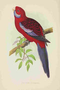 Lydon AF Parrots 1884 Pennants Parakeet A4 Photo Print