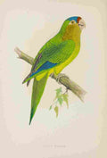 Lydon AF Parrots 1884 Petzs Conure A4 Photo Print