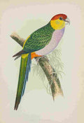 Lydon AF Parrots 1884 Pileated Parakeet A4 Photo Print