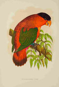 Lydon AF Parrots 1884 Purple capped Lory A4 Photo Print