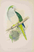 Lydon AF Parrots 1884 Quaker Parakeet A4 Photo Print