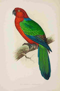 Lydon AF Parrots 1884 Red Shining Parakeet A4 Photo Print