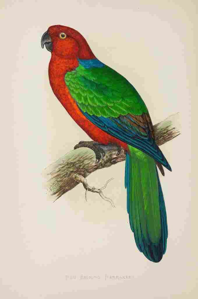 Lydon AF Parrots 1884 Red Shining Parakeet A4 Photo Print