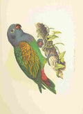 Lydon AF Parrots 1884 Red Vented Parrot A4 Photo Print