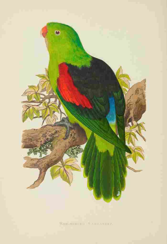 Lydon AF Parrots 1884 Red Winged Parakeet A4 Photo Print
