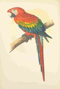 Lydon AF Parrots 1884 Red & Blue Macaw A4 Photo Print