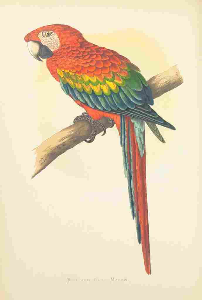 Lydon AF Parrots 1884 Red & Blue Macaw A4 Photo Print
