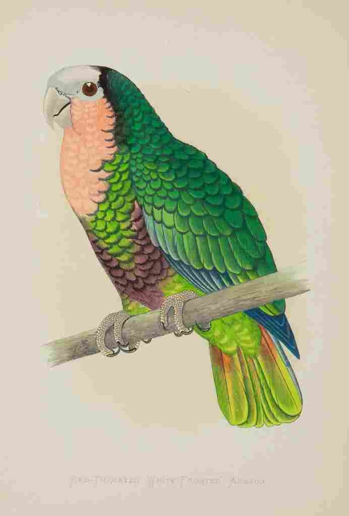 Lydon AF Parrots 1884 Red thr White Frtd Amazon A4 Photo Print