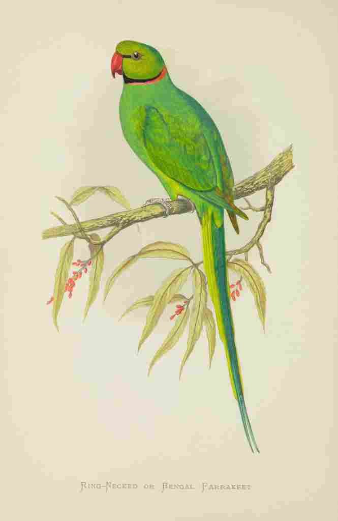 Lydon AF Parrots 1884 Ring necked Parakeet A4 Photo Print