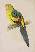 Lydon AF Parrots 1884 Rock Pepler Parakeet A4 Photo Print