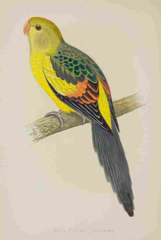 Lydon AF Parrots 1884 Rock Pepler Parakeet A4 Photo Print