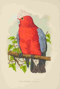 Lydon AF Parrots 1884 Rose Breasted Cockatoo A4 Photo Print