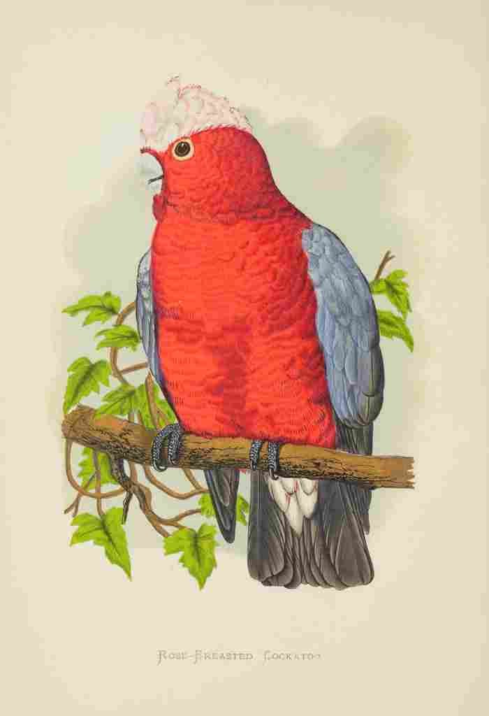Lydon AF Parrots 1884 Rose Breasted Cockatoo A4 Photo Print