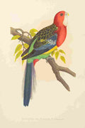 Lydon AF Parrots 1884 Rosella Parakeet A4 Photo Print