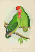 Lydon AF Parrots 1884 Rosy faced Love bird A4 Photo Print