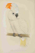 Lydon AF Parrots 1884 Salmon Crested Cockatoo A4 Photo Print
