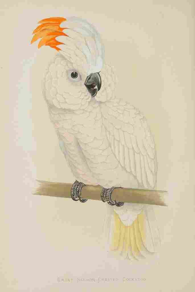 Lydon AF Parrots 1884 Salmon Crested Cockatoo A4 Photo Print