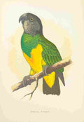Lydon AF Parrots 1884 Senegal Parrot A4 Photo Print