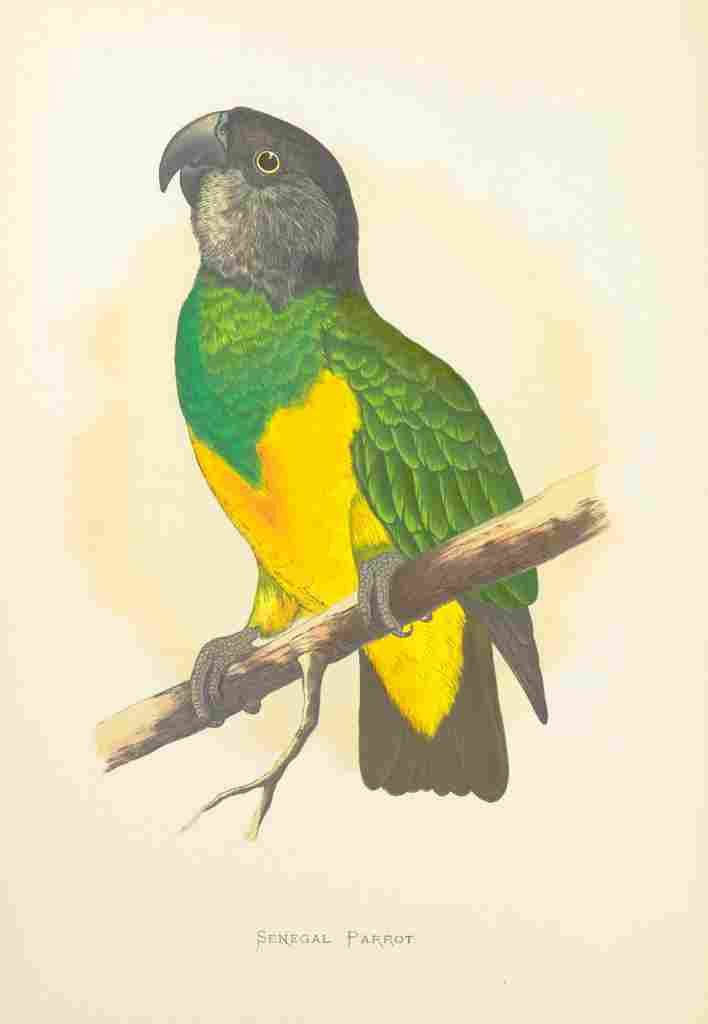 Lydon AF Parrots 1884 Senegal Parrot A4 Photo Print