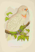 Lydon AF Parrots 1884 Slender billed Cockatoo A4 Photo Print