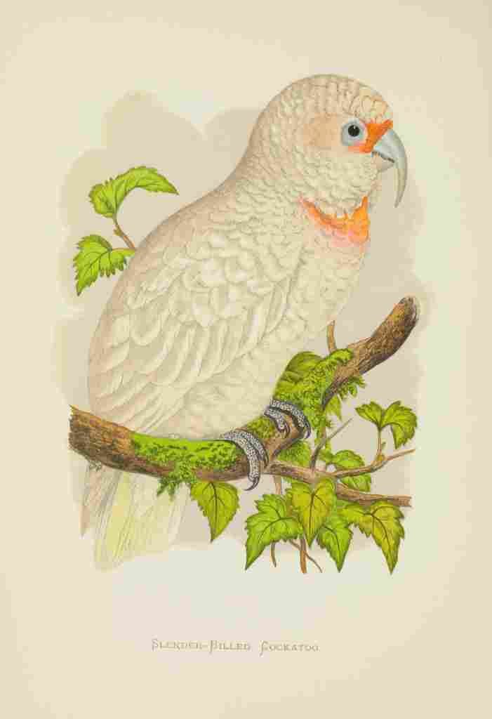 Lydon AF Parrots 1884 Slender billed Cockatoo A4 Photo Print