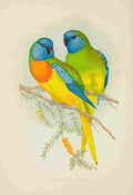 Lydon AF Parrots 1884 Splendid Parakeet A4 Photo Print