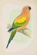 Lydon AF Parrots 1884 Sun Parakeet A4 Photo Print