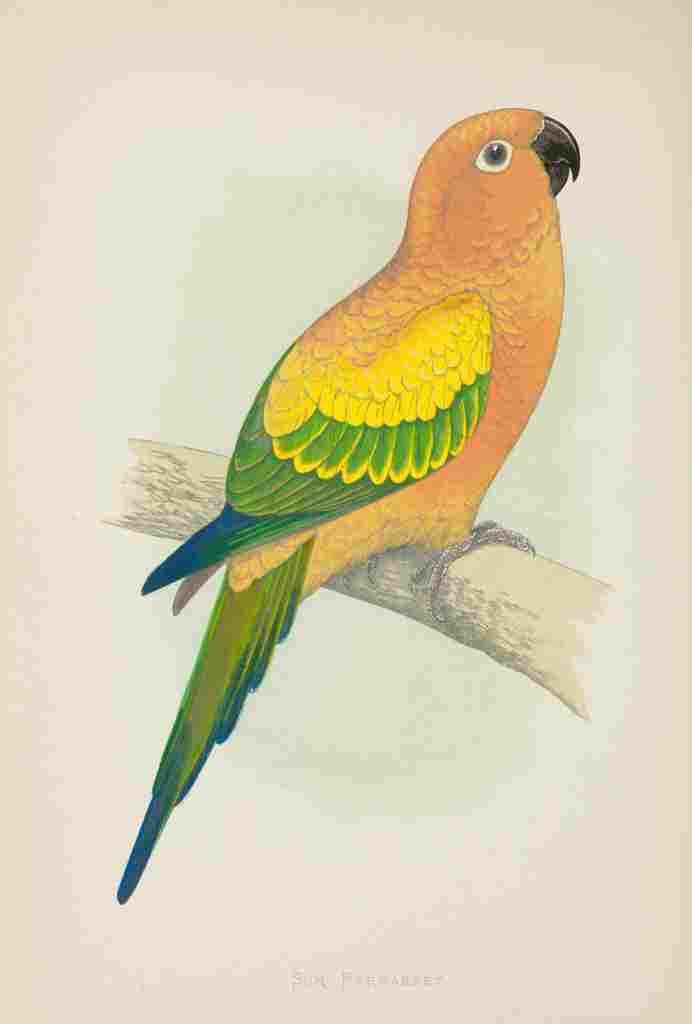 Lydon AF Parrots 1884 Sun Parakeet A4 Photo Print