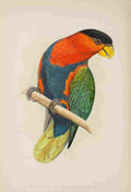 Lydon AF Parrots 1884 Tri Coloured Lory A4 Photo Print