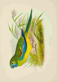 Lydon AF Parrots 1884 Turquosine A4 Photo Print