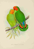 Lydon AF Parrots 1884 West African Love bird A4 Photo Print