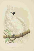 Lydon AF Parrots 1884 White Crested Cockatoo A4 Photo Print