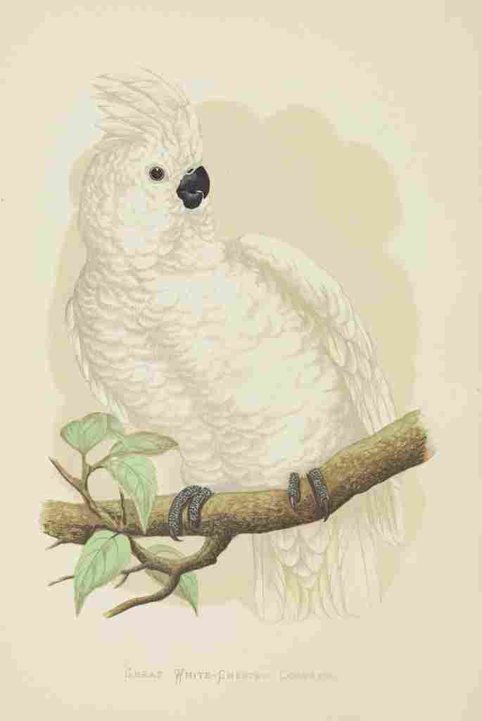 Lydon AF Parrots 1884 White Crested Cockatoo A4 Photo Print