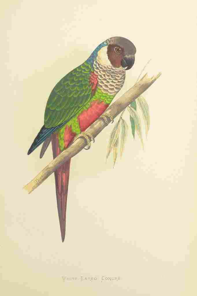 Lydon AF Parrots 1884 White eared Conure A4 Photo Print