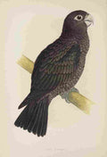 Lydon AF Parrots 1884 Yasa Parrot A4 Photo Print