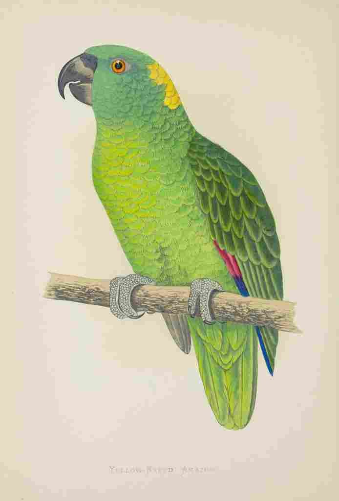 Lydon AF Parrots 1884 Yellow Naped Amazon A4 Photo Print