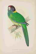Lydon AF Parrots 1884 Yellow Naped Parakeet A4 Photo Print