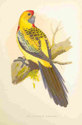 Lydon AF Parrots 1884 Yellow Rumped Parakeet A4 Photo Print