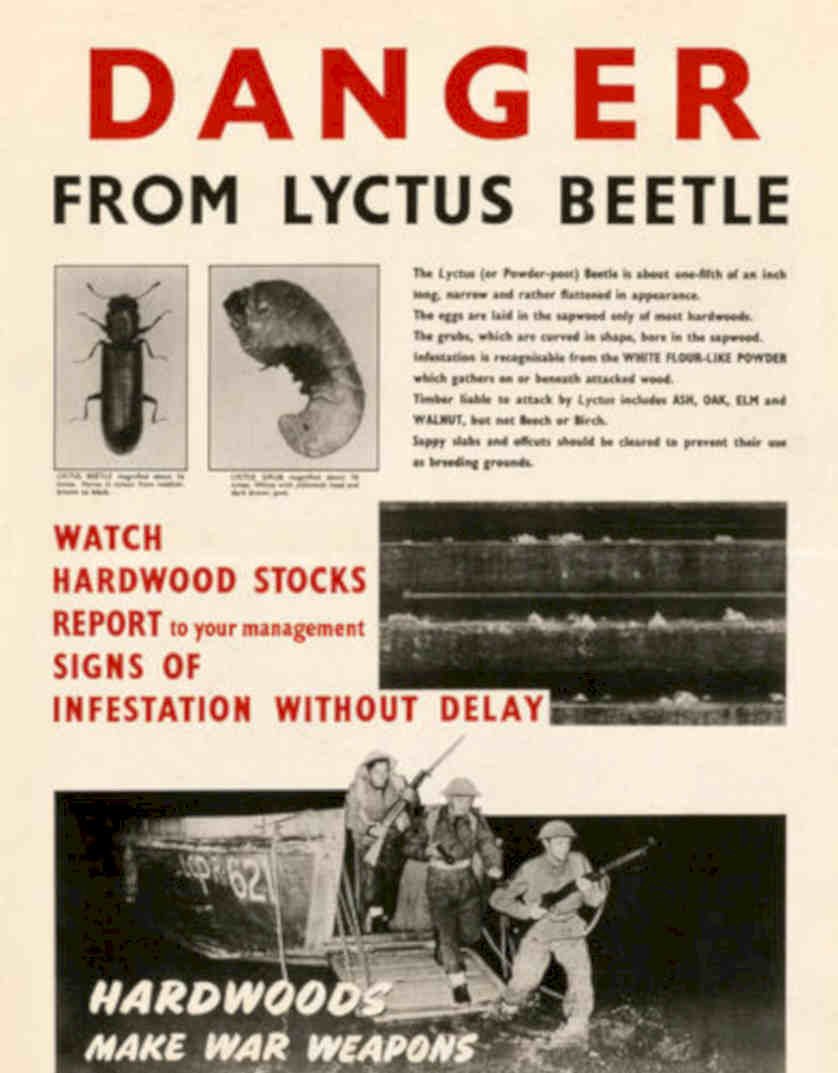 Lytcus Beetle Warfare Vintage Retro Advert Poster A4 Photo Print