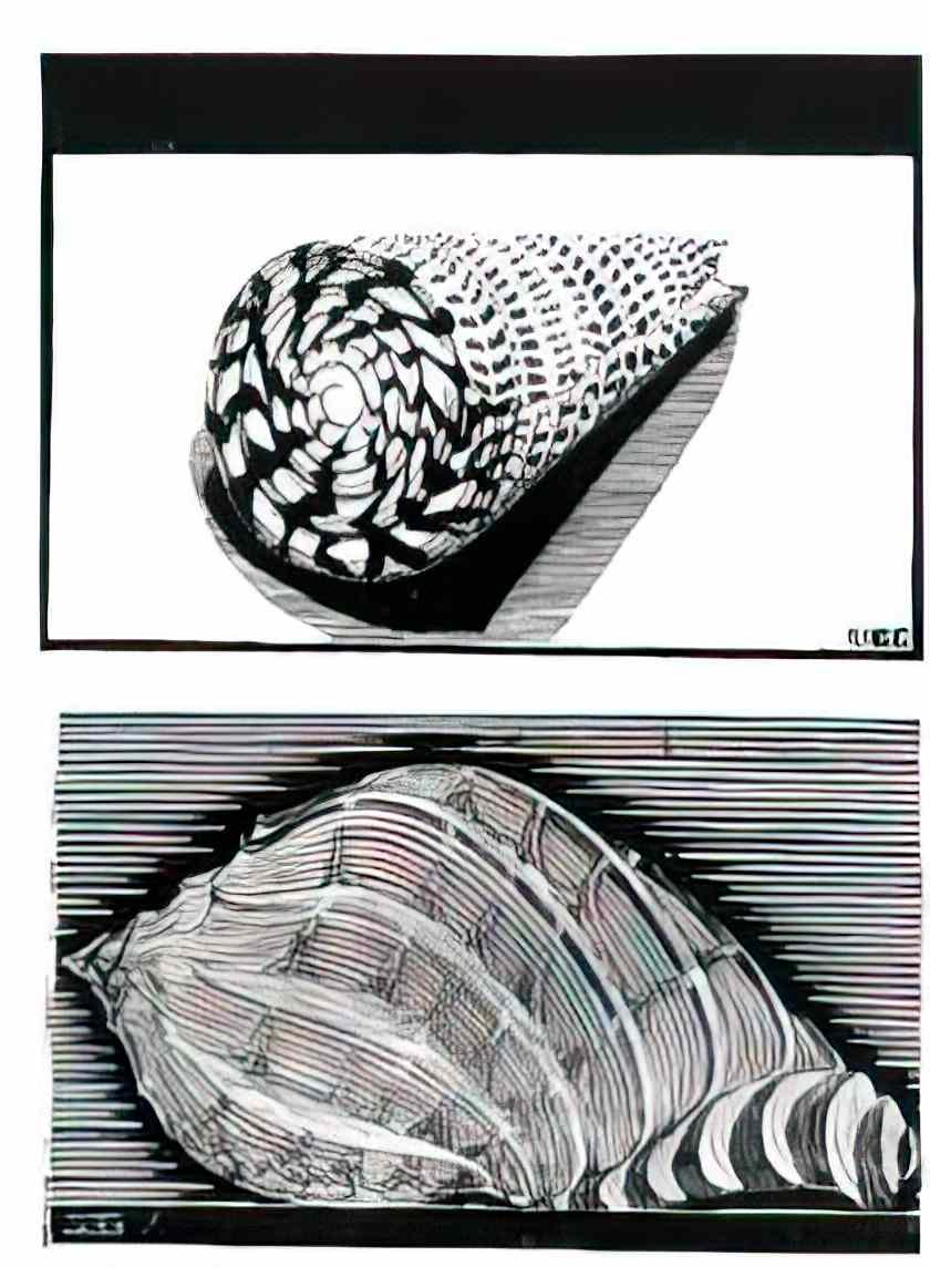 M C Escher flor de pascua beautiful Art A4 Photo Print