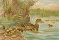 M E de 1780 1857 Naturgeschichte der Vögel 1897 Mallards A4 Photo Print