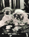 MGM Shorts Hot Dog 1 film star poster A4 Photo Print