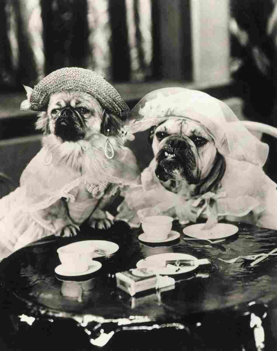 MGM Shorts Hot Dog 1 film star poster A4 Photo Print
