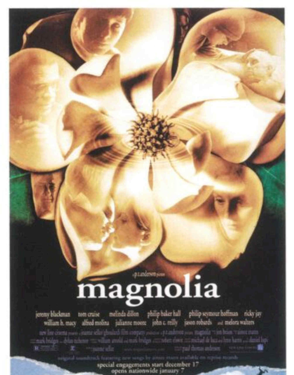 Magnolia Faces Blossoms Vintage Retro Advert Poster A4 Photo Print