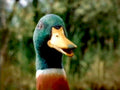 Mallard Duck Statue Vintage Retro Advert Poster A4 Photo Print