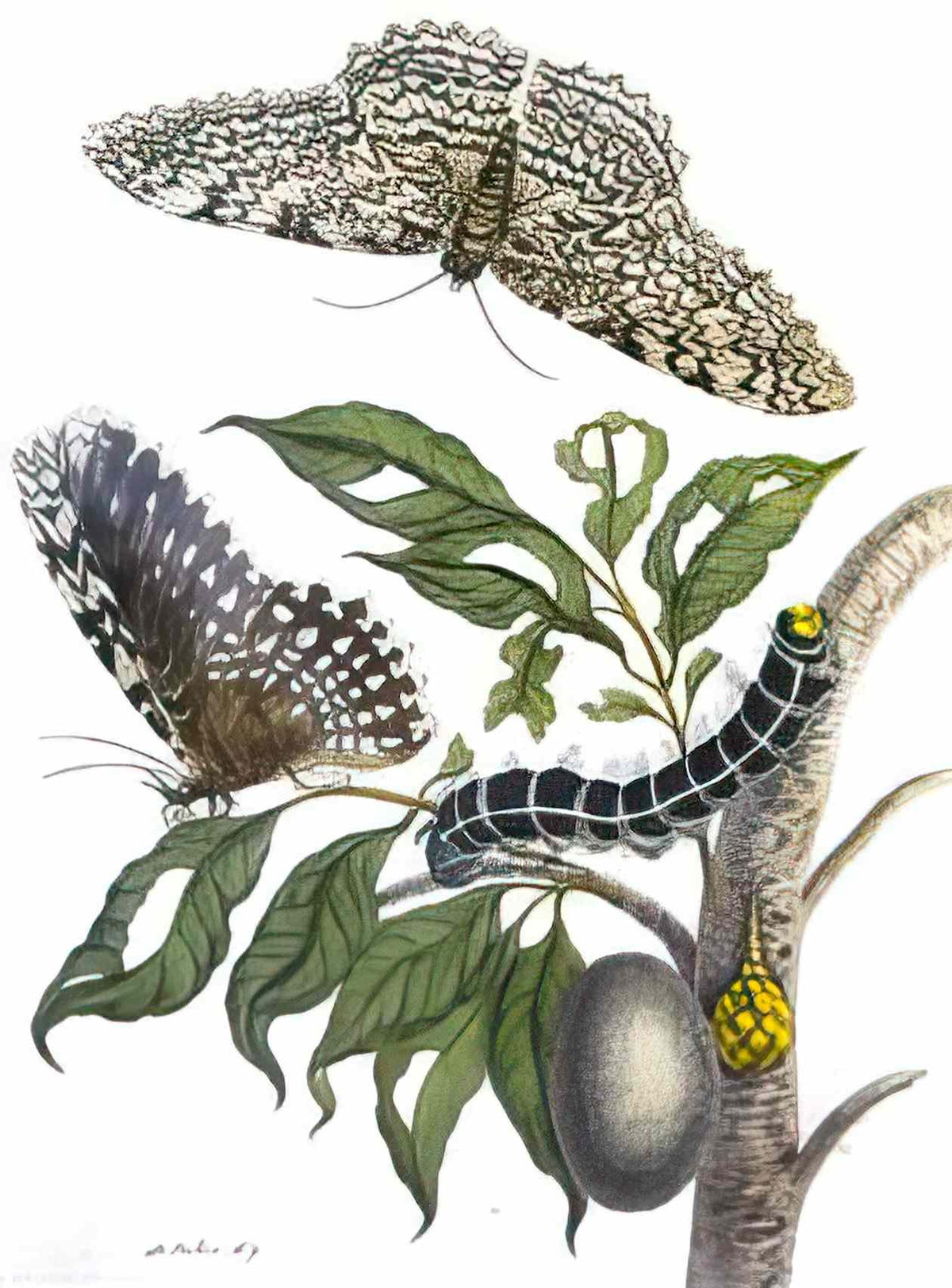 Maria Sibylla Merian from metamorphosis insectorum surinamensium plate 5 Art A4 Photo Print