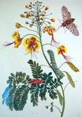 Maria Sibylla Merian from metamorphosis insectorum surinamensium plate1 A4 Photo Print