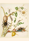 Maria Sibylla Merian spiders ants and hummingbird on a branch A4 Photo Print