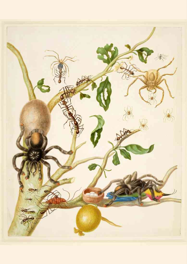 Maria Sibylla Merian spiders ants and hummingbird on a branch A4 Photo Print
